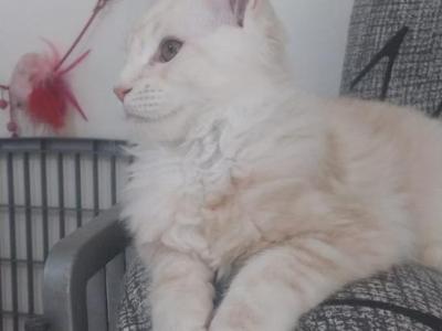 Tzvi - Maine Coon - Gallery Photo #1