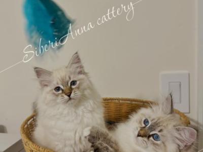 Kesaya & Kassiopeya - Siberian - Gallery Photo #1