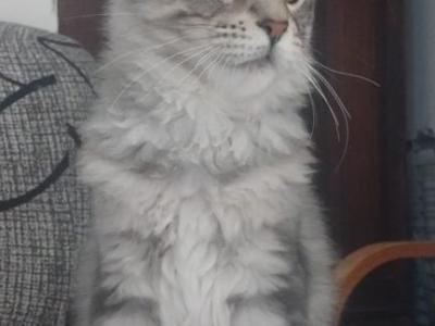 Odem - Maine Coon - Gallery Photo #1