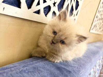 Cookie - Domestic - Gallery Photo #1