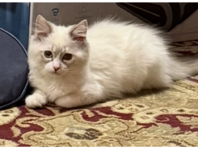 Female TICA Registered Ragdoll - Ragdoll - Gallery Photo #1