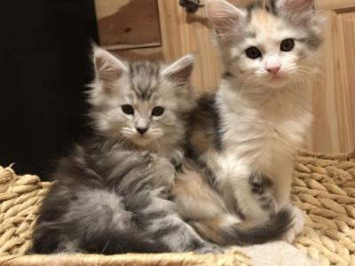 Morgan - Maine Coon - Gallery Photo #1