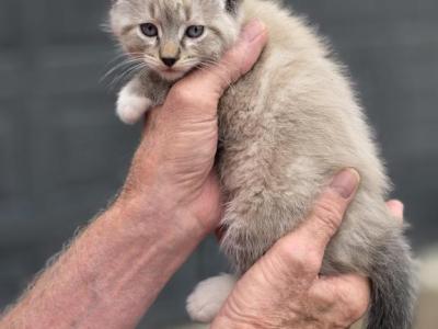 Blue Male 1 - Domestic - Gallery Photo #1