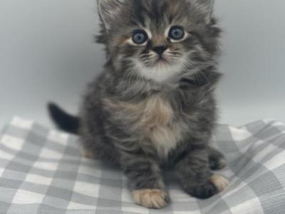 Persian X Mainecoon - Persian - Gallery Photo #1