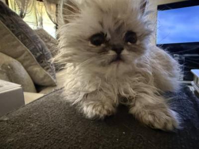 Minka Persians - Persian - Gallery Photo #1