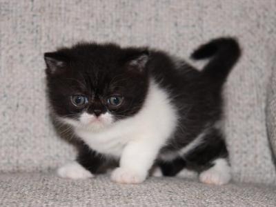Cooper - Exotic - Gallery Photo #1