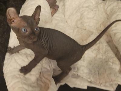 Gabe - Sphynx - Gallery Photo #1