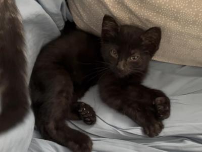 Poly Lavender Of Topaz - Polydactyl - Gallery Photo #1