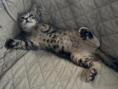 Poly Marigold Of Topaz      Twin Of Tiger Lily - Polydactyl - Gallery Photo #1