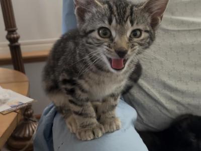 Poly Tiger Lily Of Topaz        Twin Of Marigold - Polydactyl - Gallery Photo #1