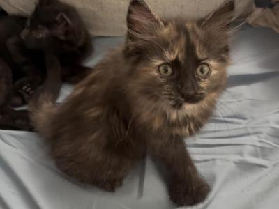 Poly Ginger Of Dasha - Polydactyl - Gallery Photo #1