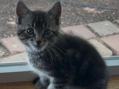 Poly Molasses Of Dasha - Polydactyl - Gallery Photo #1