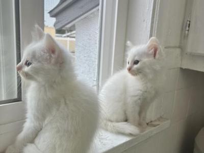 Elsa & Anna - Turkish Angora - Gallery Photo #1