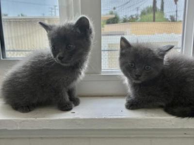 Tia & Tamera - Russian Blue - Gallery Photo #1