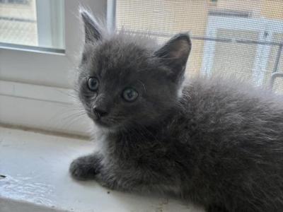 Tia - Russian Blue - Gallery Photo #1