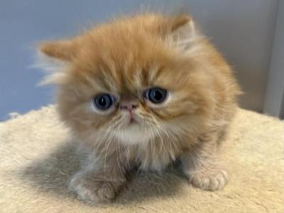 Red Tabby Persian - Persian - Gallery Photo #1