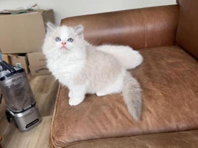 Gaston - Ragdoll - Gallery Photo #1