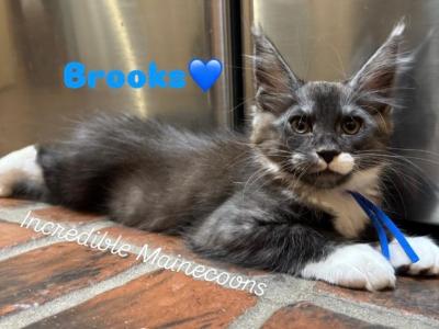 Brooks - Maine Coon - Gallery Photo #1