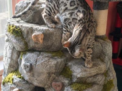 Bogus Benson - Bengal - Gallery Photo #1