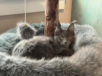 Jessie & Jelly Bean - Maine Coon - Gallery Photo #1