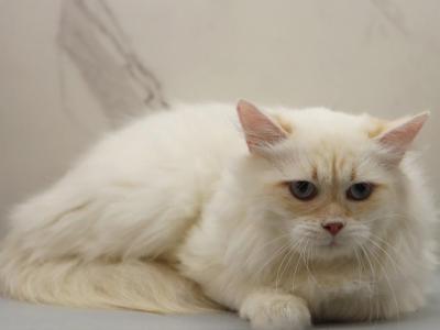 YoMoyo Of RomanovCats - Siberian - Gallery Photo #1