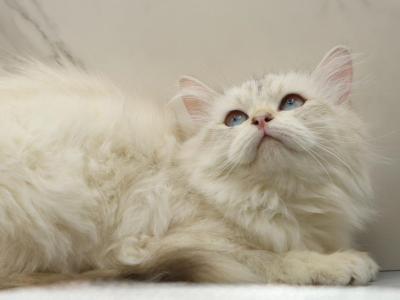 Yaga Of RomanovCats - Siberian - Gallery Photo #1