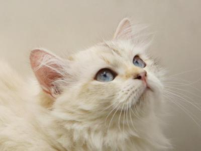 Yaga Of RomanovCats - Siberian - Gallery Photo #1