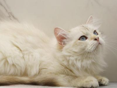 Yaga Of RomanovCats - Siberian - Gallery Photo #1