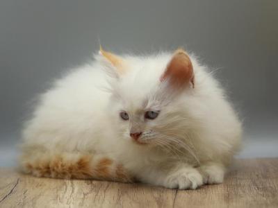 Mecca Of RomanovCats - Siberian - Gallery Photo #1
