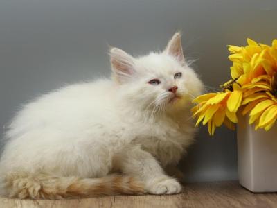 Mecca Of RomanovCats - Siberian - Gallery Photo #1