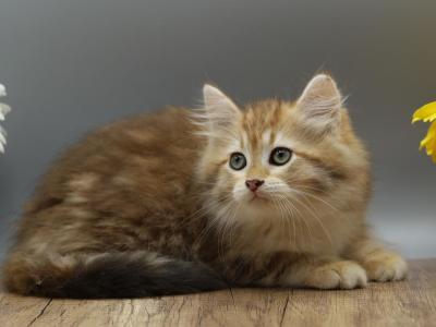 Nolan Of RomanovCats - Siberian - Gallery Photo #1