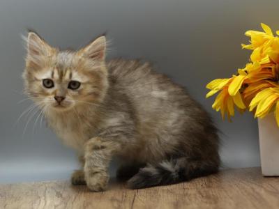 Naga Of RomanovCats - Siberian - Gallery Photo #1