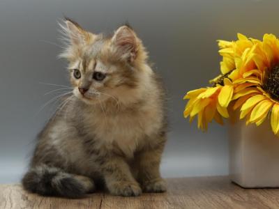 Naga Of RomanovCats - Siberian - Gallery Photo #1