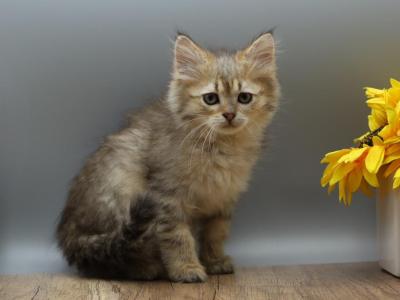 Naga Of RomanovCats - Siberian - Gallery Photo #1