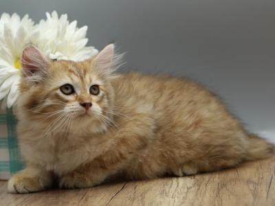 Nordic Of RomanovCats - Siberian - Gallery Photo #1