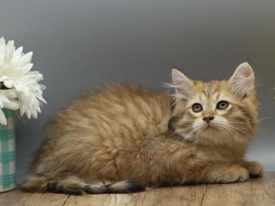 Nordic Of RomanovCats - Siberian - Gallery Photo #1
