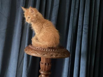 Nikki Of Donnelly - Maine Coon - Gallery Photo #1