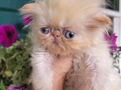 Miss Fancy Flames - Persian - Gallery Photo #1