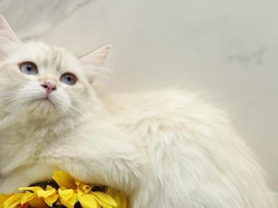 Fortune Of  RomanovCats - Siberian - Gallery Photo #1