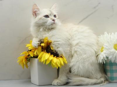 Fortune Of  RomanovCats - Siberian - Gallery Photo #1