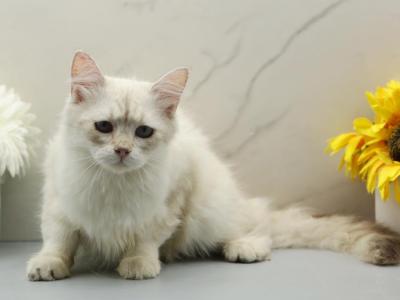 Feather Of RomanovCats - Siberian - Gallery Photo #1