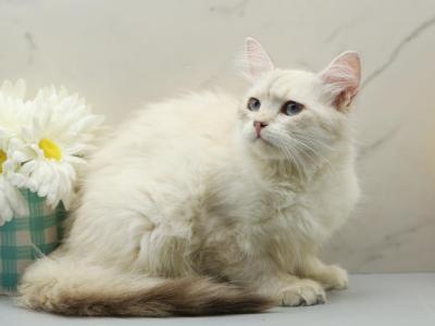 Feather Of RomanovCats - Siberian - Gallery Photo #1