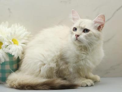 Feather Of RomanovCats - Siberian - Gallery Photo #1