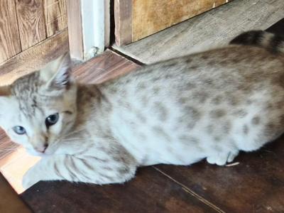 Samari - Bengal - Gallery Photo #1