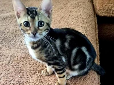Zariah - Bengal - Gallery Photo #1