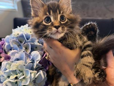 Cosmo - Maine Coon - Gallery Photo #1