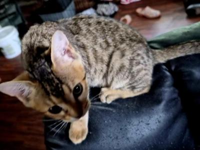 Zadi - Bengal - Gallery Photo #1