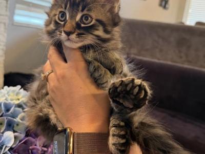 Nova - Maine Coon - Gallery Photo #1