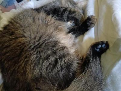 Niko - American Longhair - Gallery Photo #1
