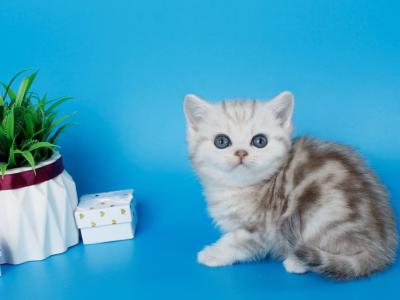 Matt - British Shorthair - Gallery Photo #1